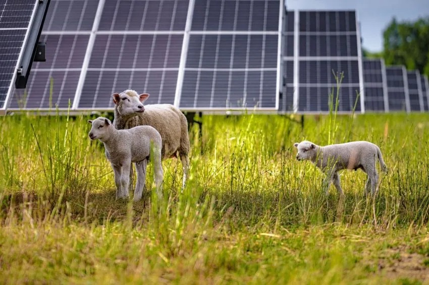 Ovelhas sob painéis solares: quando natureza e tecnologia trabalham juntas